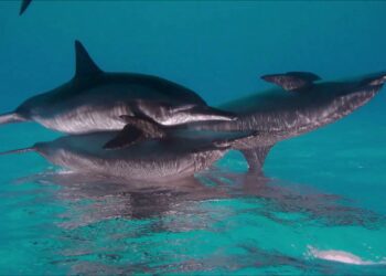 Vzhůru za dobrodružstvím do Rudého moře / VIDEO